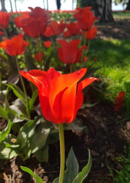 Fête de la Tulipe Morges